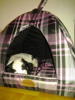 /album/patu/koirat-061-jpg/